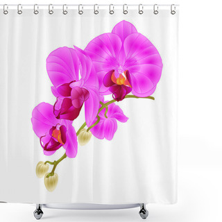 Personality  Stem With Flowers And  Buds Beautiful Orchid Phalaenopsis Purple  Closeup  On A White Background Vintage  Vector Vector Illustration Editable  Hand Draw Shower Curtains