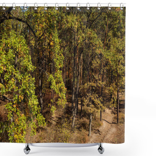 Personality  Scenic Autumnal Forest And Path In Sunlight Shower Curtains