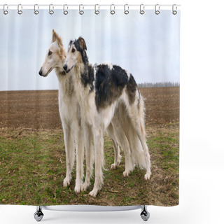 Personality  Two Russian Wolfhounds Shower Curtains