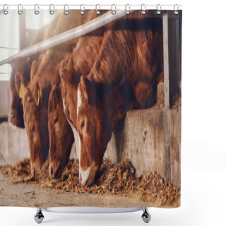 Personality  Close Up Of Calves On Animal Farm Eating Food. Meat Industry Concept. Shower Curtains