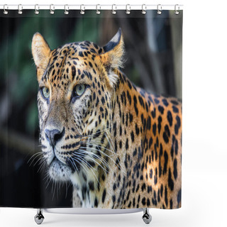 Personality  Sri Lanka Ceylon Leopard, Panthera Pardus Kotiya Shower Curtains