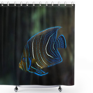 Personality  OURS BRUN Ursus Arctos Shower Curtains