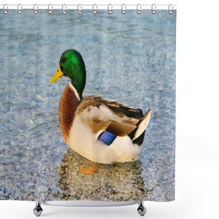 Personality  Duck 15 Shower Curtains