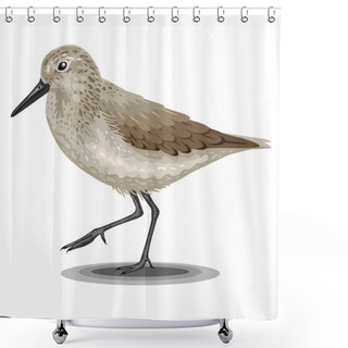 Personality  Sandpiper Bird Isolated On A White Background. Realistic Illustration. Shower Curtains