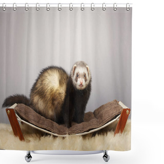 Personality  Pretty Ferret Portrait In Studio Shower Curtains
