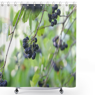 Personality  Aronia Berry Bush - Superfruit That Boosts Your Bodys Immune System To Combat Stress-related Diseases, Close Up Shower Curtains