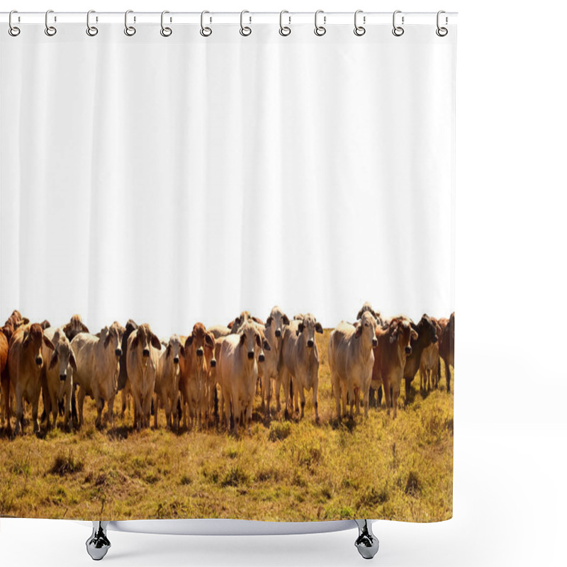 Personality  Beef Cattle Herd of brahman cows isolated background shower curtains