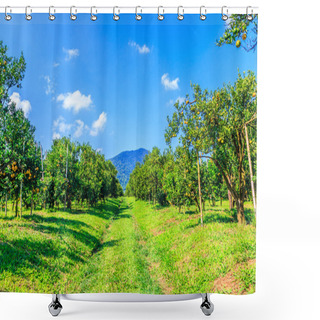 Personality  Orange Groves On Farm Shower Curtains