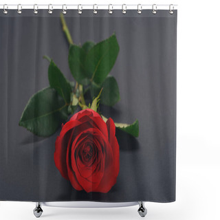 Personality  Close-up View Of Beautiful Tender Red Rose Flower Isolated On Grey Shower Curtains