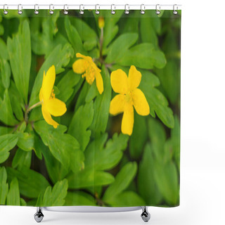Personality  Abstract Blurred Floral Background. Full Blooming And First Leafs Of Forest Tree. Spring, Feast, Celebration And Beautiful Flower Decoration Concept. Closeup With Soft Selective Focus Shower Curtains