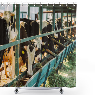 Personality  Selective Focus Of Black And White Cows Near Manger With Hay In Cowshed Shower Curtains