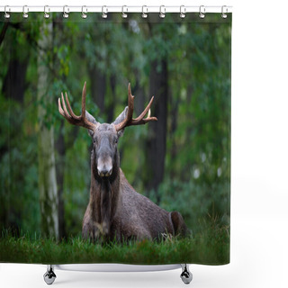 Personality  Eurasian Elk In Nature Shower Curtains