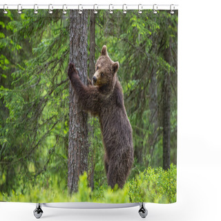 Personality  Brown Bear Stands On Its Hind Legs By A Tree In A Summer Forest. Scientific Name: Ursus Arctos ( Brown Bear). Green Natural Background. Natural Habitat. Shower Curtains