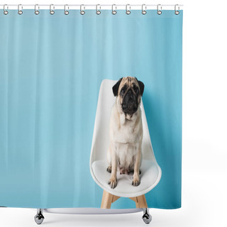 Personality  Fawn Color Pug Sitting On White Chair On Blue Background With Copy Space Shower Curtains