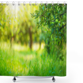 Personality  Apple Garden Green Sunny Background. Shower Curtains