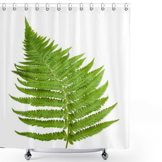 Personality  Sprig Fern Shower Curtains