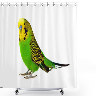 Personality  Portrait Of Budgerigar Shower Curtains