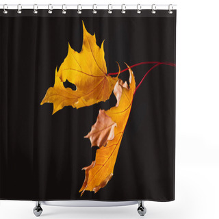 Personality  Falling Maple Leaves Isolated On Black, Autumn Background Shower Curtains
