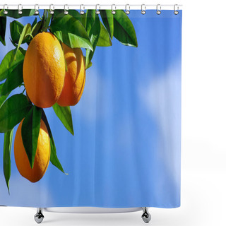 Personality  Oranges Hanging Tree Shower Curtains