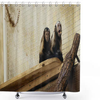 Personality  Wild Chimpanzee Eating Bread In Cage Shower Curtains