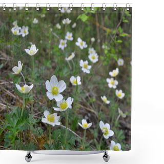 Personality  In Spring In The Wild, In The Forest Blooms Anemone Sylvestris Shower Curtains