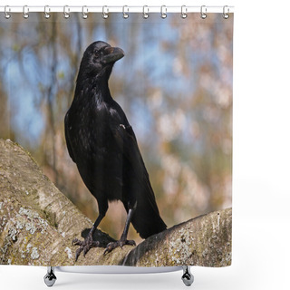 Personality  Portrait Of A Crow Shower Curtains