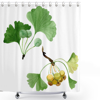 Personality  Green Ginkgo Biloba With Leaves Isolated On White. Watercolour Ginkgo Biloba Drawing Isolated Illustration Element. Shower Curtains