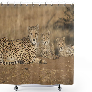 Personality  Resting Cheetahs Shower Curtains