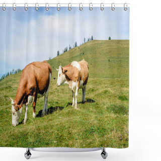 Personality  Two Mottled Cows Standing In The Meadow Shower Curtains