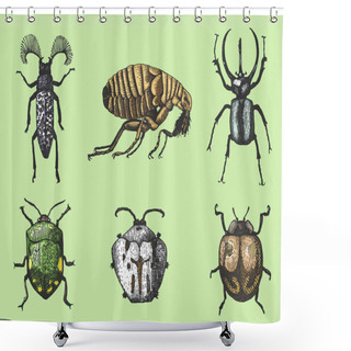 Personality  Big Set Of Insects Bugs Beetles And Bees Many Species In Vintage Old Hand Drawn Style Engraved Illustration Woodcut Shower Curtains