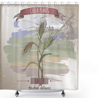 Personality  Barley Aka Hordeum Vulgare Color Sketch. Cereal Plants Collection. Shower Curtains