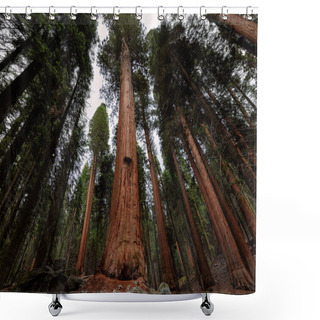 Personality  Giant Sequoia Trees, Sequoia National Park, California, USA Shower Curtains