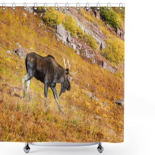 Personality  Moose In Autumn Forest. Wildlife Nature In USA. Shower Curtains