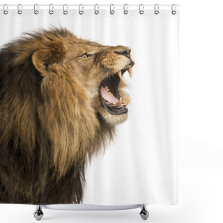 Personality  Close-up Of A Lion Roaring, Isolated On White Shower Curtains