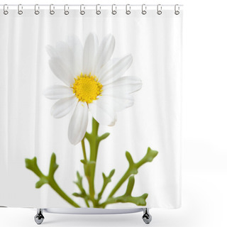 Personality  Flora Of Gran Canaria -  Marguerite Daisy Shower Curtains