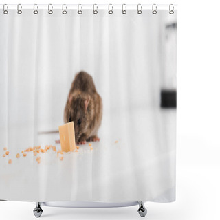 Personality  Small Rat Near Tasty Cube Of Cheese On Table  Shower Curtains