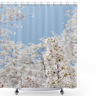 Personality  Blooming Cherry Tree Shower Curtains