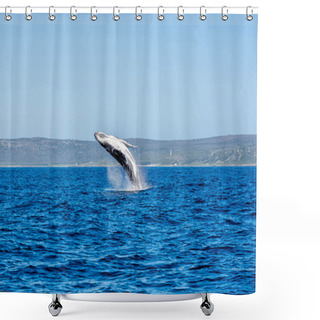 Personality  Humpback Whale Breaching Shower Curtains