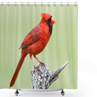 Personality  Male Northern Cardinal Shower Curtains