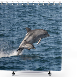 Personality  Bottlenose Dolphin & Calf Shower Curtains