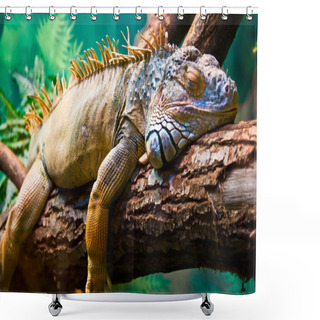 Personality  Close Up Of The Iguana  Shower Curtains