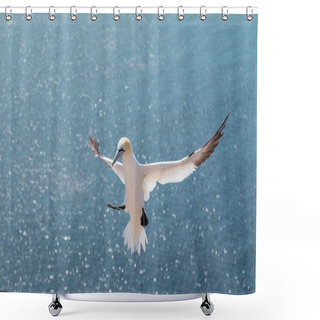 Personality  Northern Gannet Lands On The Montain Cliff On The Island Of Heligoland. North Sea. Germany. Shower Curtains