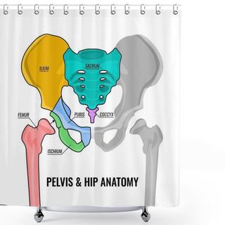 Personality  Pelvis Anatomy Scheme Shower Curtains