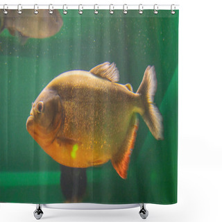 Personality  Large Piranha In A Fish Tank Swimming Around. Shower Curtains