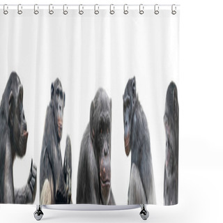 Personality  Banner Of Group Of Chimpanzees Portraits Isolated On White Background Shower Curtains