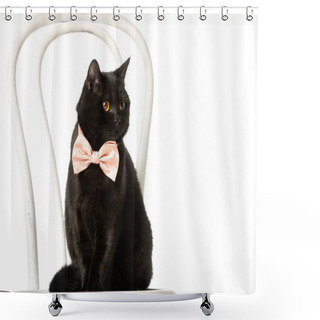 Personality  Cute Black British Shorthair Cat In Pink Bow Tie Sitting On Chair Isolated On White Background  Shower Curtains