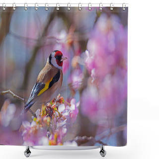 Personality  European Goldfinch (Carduelis Carduelis) Sitting On The Branch Of A Flowering Cherry Tree Shower Curtains