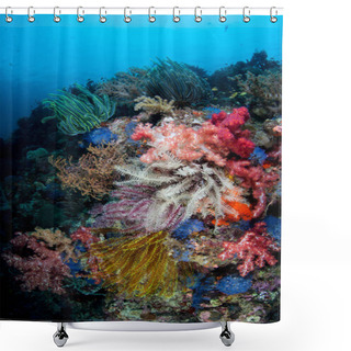 Personality  A Vibrant Coral Reef Thrives On Cabilao Island, The Philippines. The Philippine Islands Are Part Of The Coral Triangle Due To Its Amazing Marine Biodiversity. Shower Curtains