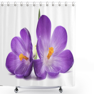 Personality  PURPLE CROCUS FLOWER Shower Curtains