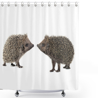 Personality  Hedgehogs On White Shower Curtains
